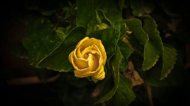 Flower Blooming - Time Lapse смотреть онлайн