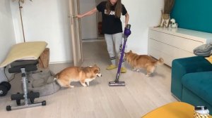 5 ПРИЧИН ЗАВЕСТИ КОРГИ!? Плюсы породы КОРГИ пемброк?