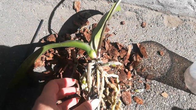 Выживет ли орхидейка Джилиан😟🌺 смотреть онлайн