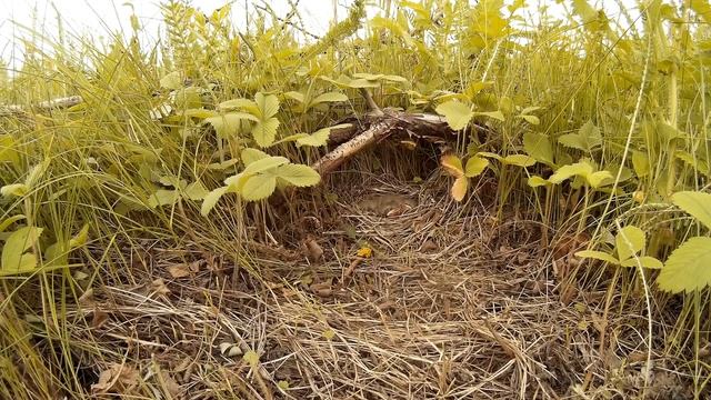 Овсянка садовая №150604 2 у башни 150620 SJ 8 смотреть онлайн