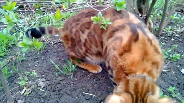 Кот-рысь прикол расцветки Херсон. A cat with an unusual color. Handsomely. Like a lynx. Ukraine смотреть онлайн