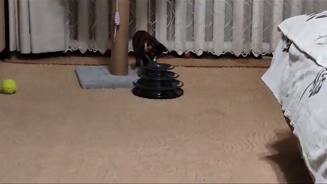 Кошка Соня демонстрирует сообразительность ) смотреть онлайн