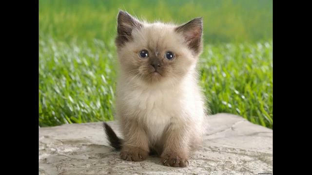 Что делать если вы нашли бездомного кота(котёнка) смотреть онлайн