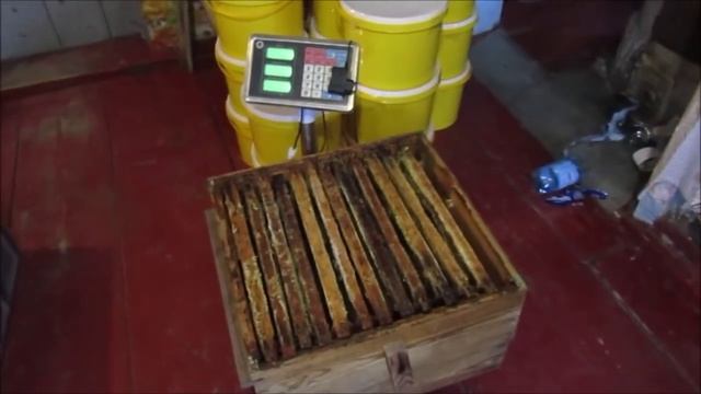 Мы выяснили, сколько содержит меда в кг. и литрах стандартный корпус улья дадан. смотреть онлайн