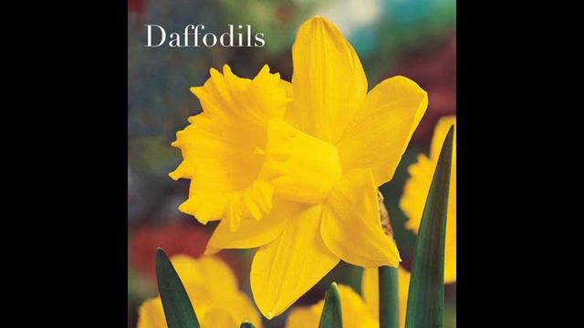 Daffodils смотреть онлайн