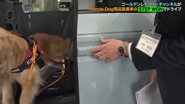 【Honda Dog×STEP WGN】ゴールデンレトリバーチャンネルがワンコに優しいHonda Carsに来店！Honda Dog用品装着車でドライブ旅！ смотреть онлайн