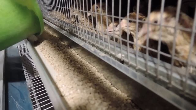 Клетка для Перепелов на 1000 голов с системой пометоудаления "Комфорт" от CrazyFerma смотреть онлайн