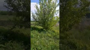 Переезд в деревню.  Начало.