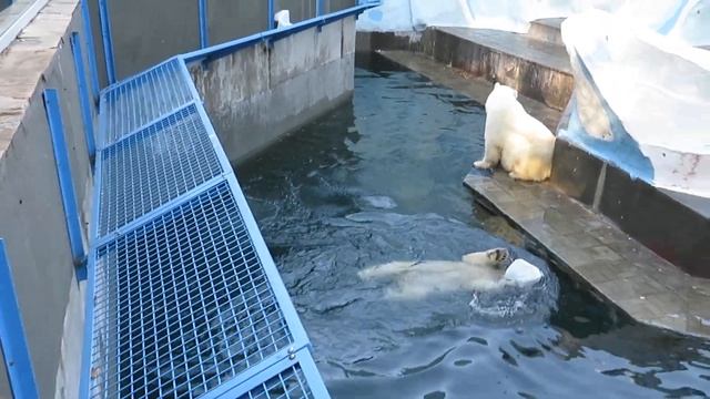 Сегодня мишки на даче 11.10.2019 смотреть онлайн