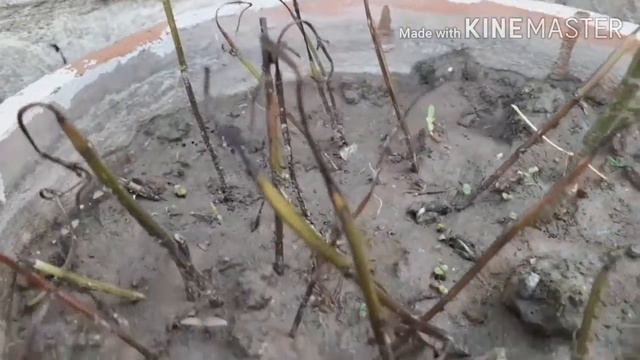 Easiest way of growing Mint Pudina смотреть онлайн