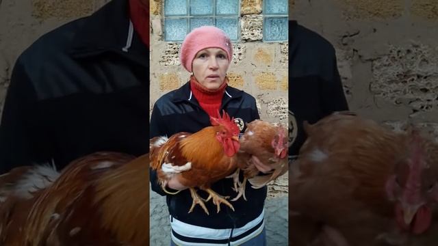 Мини мясные палевые белохвостые В-77 или П-77   ???? какие они?