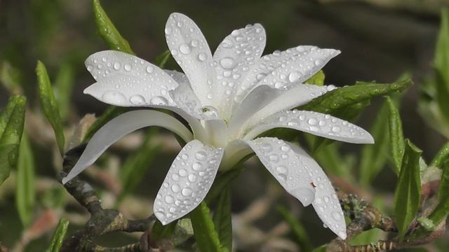 КРАСИВАЯ БЕЛАЯ ЛИЛИЯ, ЛИЛИЯ БЕЛОСНЕЖНАЯ, ОЧЕНЬ КРАСИВЫЙ ЦВЕТОК ?| BEAUTIFUL WHITE LILY, NATURE смотреть онлайн