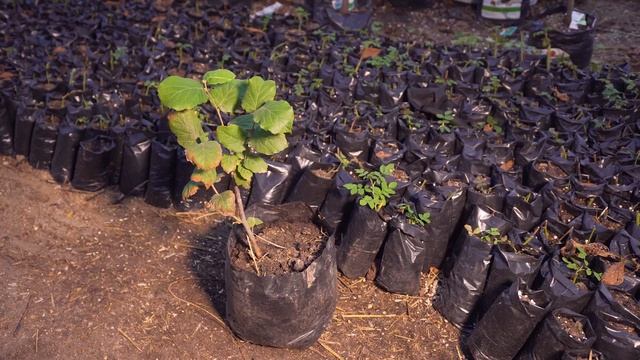 Видео презентация СОК Орех Причерноморья смотреть онлайн