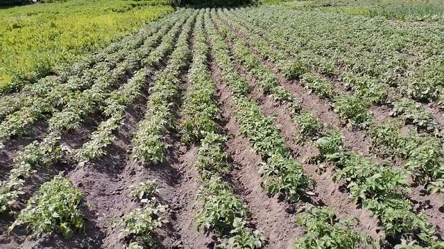 Окучивание картофеля (посадка методом Эдмонда) смотреть онлайн