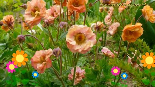 Гравилат чилийский Май Тай. Краткий обзор, описание характеристик geum chiloense Mai Tai смотреть онлайн