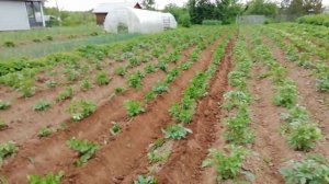 Окучивание картошки двух корпусным окучником минитрактором, тяжелая земля