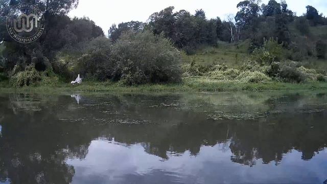 Как поймать голавля в мутной воде - на Оке с Кириллом Козловым смотреть онлайн