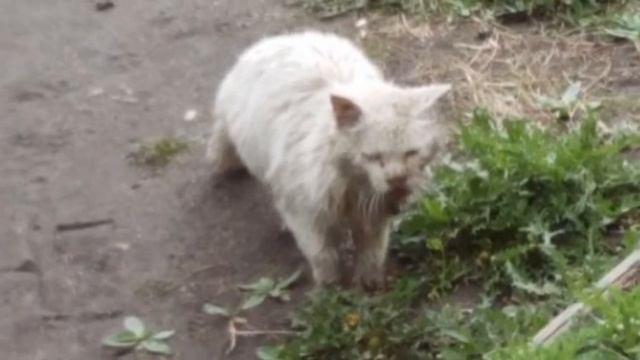 Брошенный кот четыре года верно ждал своих хозяев, вы не поверите, узнав как он изменился смотреть онлайн