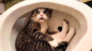 Забавные животные 2022 ? - Милые Собаки и Кошки Делают забавные вещи