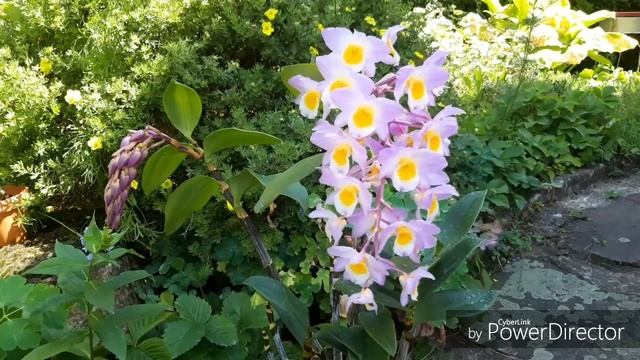 Опять ДЕНДРОБИУМ! Dendrobium amabile, section Densiflora. смотреть онлайн