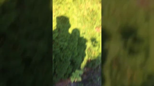 вишня сорт зимнии гранат смотреть онлайн