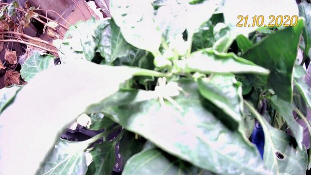 Разумное земледелие в помещении под LED светом ВИДЕО 6. Клубника, малина, смородина, крыжовник и пр смотреть онлайн