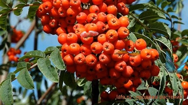 Рябина обыкновенная Ширвотер Сидлинг ? обзор: как сажать, саженцы рябины Ширвотер Сидлинг смотреть онлайн