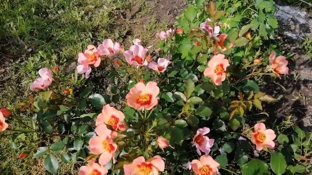 РОЗА ФО Ю АЙС ОНЛИ, (For Your Eyes Only). смотреть онлайн