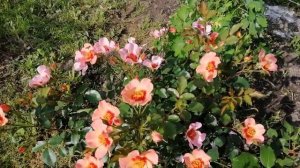 РОЗА ФО Ю АЙС ОНЛИ, (For Your Eyes Only).