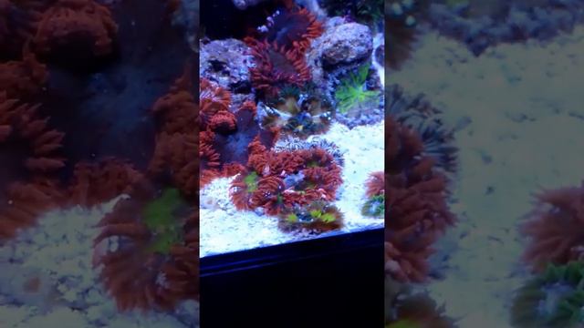 Feeding Rock Flower Anemone