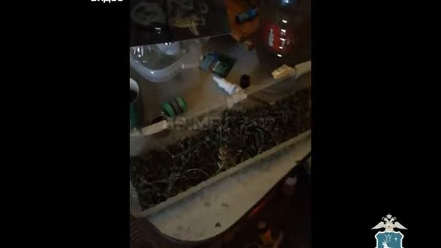 Ноябрянин выращивал дома коноплю смотреть онлайн