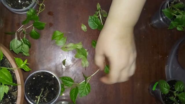 Черенкуєм фуксії смотреть онлайн