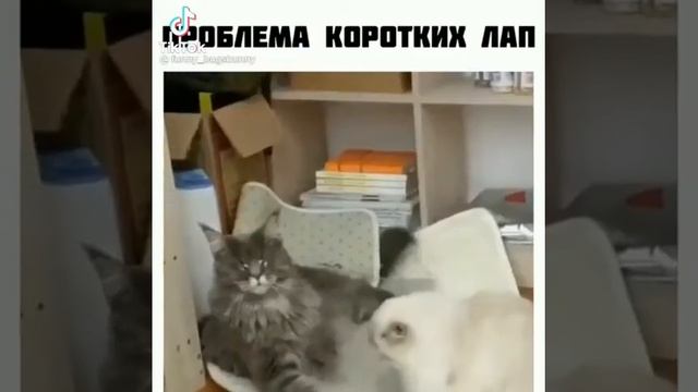 Проблема коротких Лап ? | Коты и Кошки | Приколы с Котами | Короткие приколы с животными смотреть онлайн