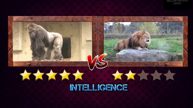 Lion VS Gorilla Real Fight - Горилла против льва Удивительные бои хищников смотреть онлайн