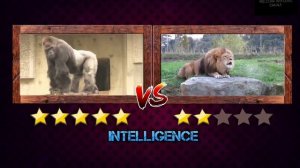 Lion VS Gorilla Real Fight - Горилла против льва Удивительные бои хищников