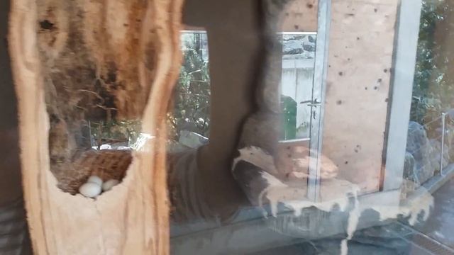 Идем в зоопарк смотреть на животных. Австрия, Тироль, Инсбрук смотреть онлайн