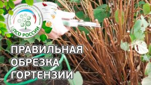 Обрезка гортензии осенью. Правильная обрезка древовидной гортензии.