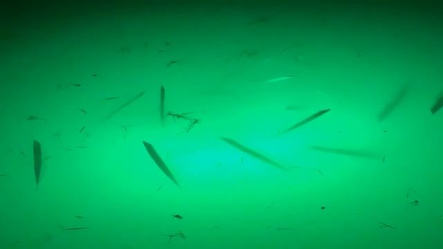 The “Green Glob Light “ Fish hurricane , laguna madre santiago pass смотреть онлайн