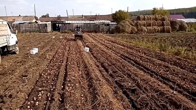 Копаем картошку самодельной транспортёрной картофелекопалкой))) смотреть онлайн