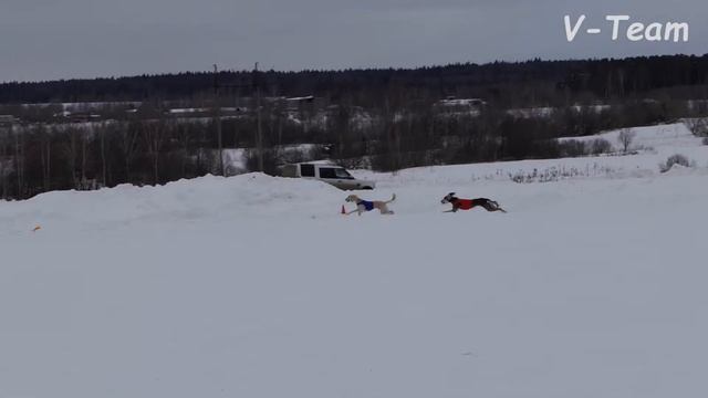 Салюки IMRAN ENSAR FALAYHAN (К) - Al Nafiseh Da’im (С, ЧРКФ). МЗ - 2018. смотреть онлайн