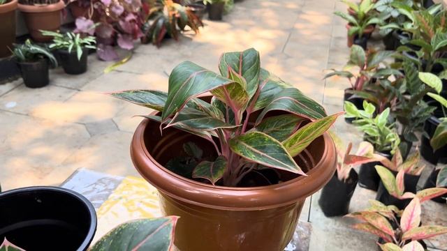 Aglaonema pink lipstick plants repotting смотреть онлайн