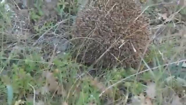 European Hedgehog ( Erinaceus Europaeus ) смотреть онлайн