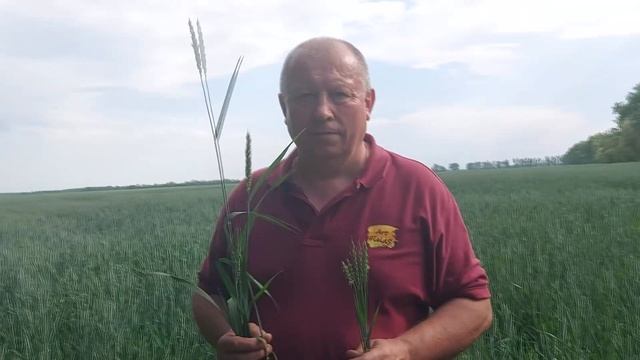 Фузаріоз колосу. Пшениці капець! Рятуйте! смотреть онлайн