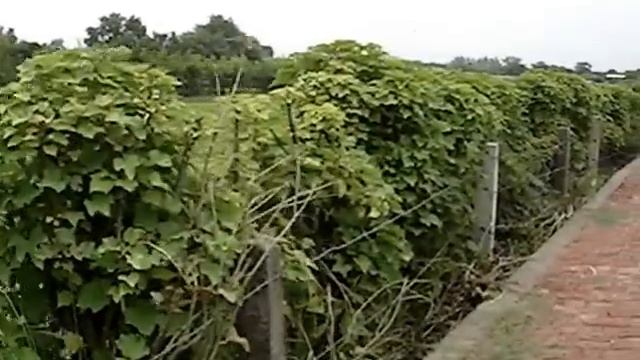 JATROPHA PLANTATION (ROAD SIDE), PRAYAGRAJ смотреть онлайн