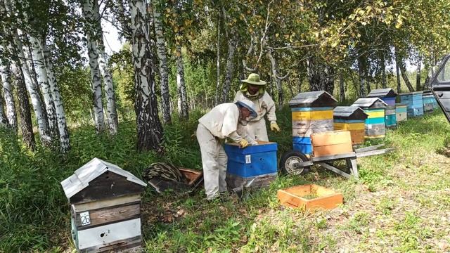 Осотовый мёд, снятие магазинов, 21.08.2020, Пасека Старчевских смотреть онлайн