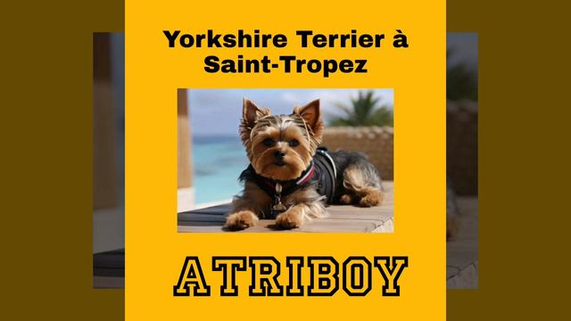 Yorkshire Terrier à Saint-Tropez.mp4