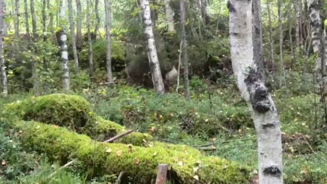 Долго будет Карелия сниться! смотреть онлайн