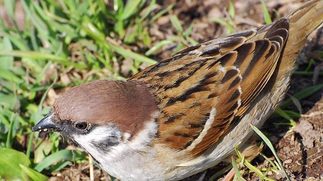 Рамо Жан Филипп «Перекличка птиц»