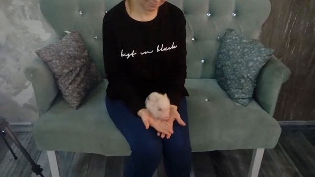 Размер МИКРО - ПИГА смотреть онлайн