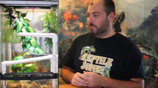 Update on the Green Tree Python - Plus Awesome Feeding video at the End смотреть онлайн